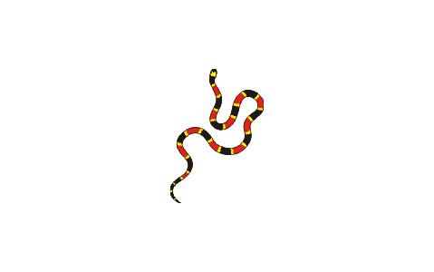 Illustration of Eastern coral snake