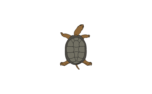 Illustration of European pond tortoise