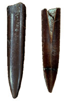 Two black fossil belemnites on white background