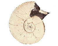 Fossil cephalopod on white background
