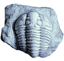 Fossil trilobite preserved in white rock