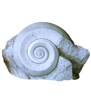 Fossilised gastropod preserved in rock