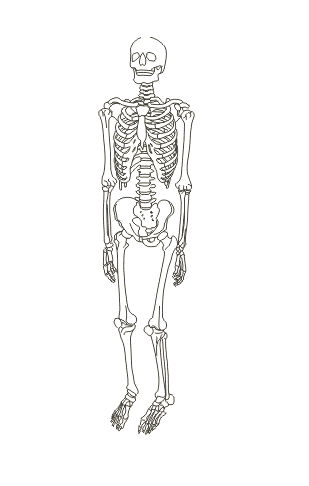 human skeleton illustration