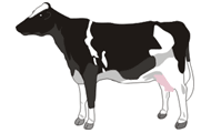 Illustration of cow on white background