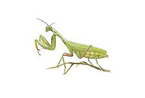 illustration Mantodea