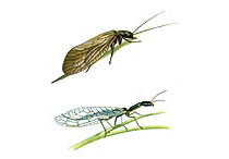 Illustration Megaloptera