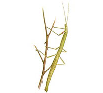 illustration Phasmatodea