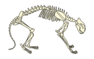 illustration of tiger's skeleton on white background