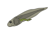 illustration of tadpole on white background