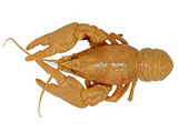 Fossil lobster specimen on white background