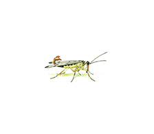 Mecoptera | The Learning Zone