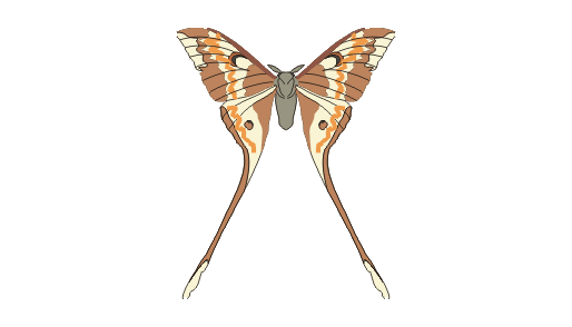 Moth illustration