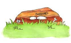 sedimentary rock with eyes