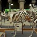 Bull skeleton at the Museum