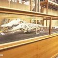Crocodile skeleton at the Museum