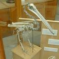 Pelican skeleton at the Museum
