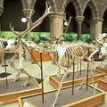 Red deer skeleton at the Museum