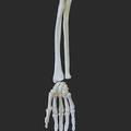 Human lower arm and hand