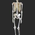 Human skeleton on black background