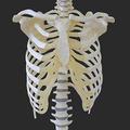 Human ribcage and backbone
