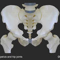 Human pelvis and hip joints