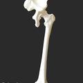 Human femur fitting into the hip making a ball and a socket joint
