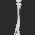 Human lower leg - made up of the tibia and fibula