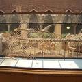 Tuna skeleton at the Museum