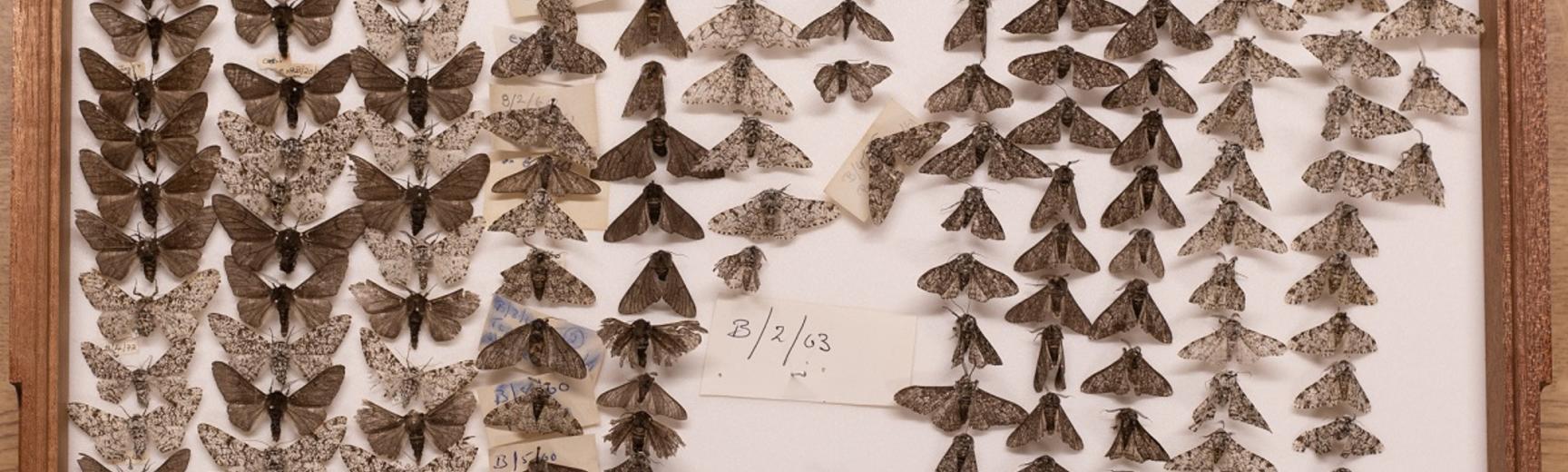 A drawer of pinned moth specimens