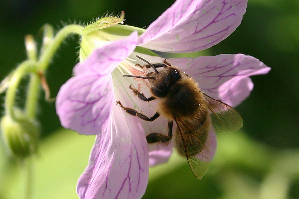 Honey bee pollinating a flower