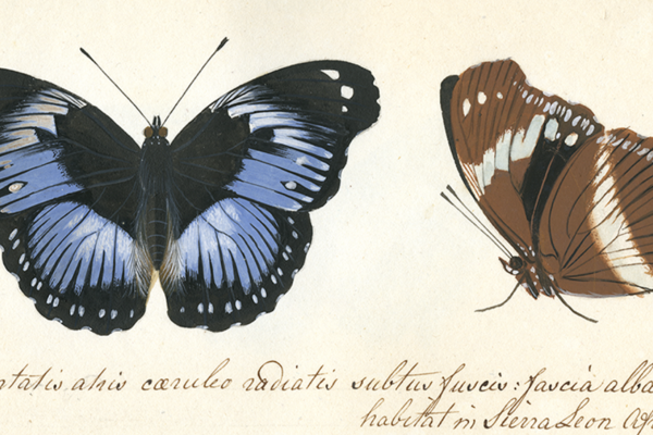 Two butterflies illustrations with description