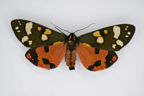 scarlet tiger moth