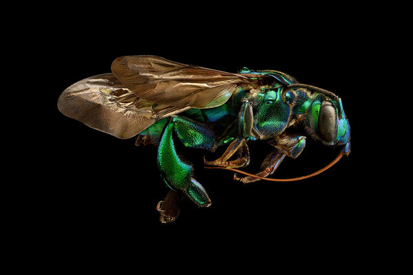 cover option 2 orchid cuckoo bee side view