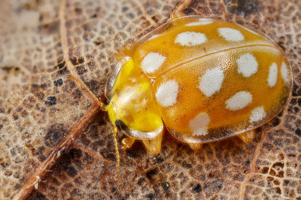 Yellow ladybird with white spots