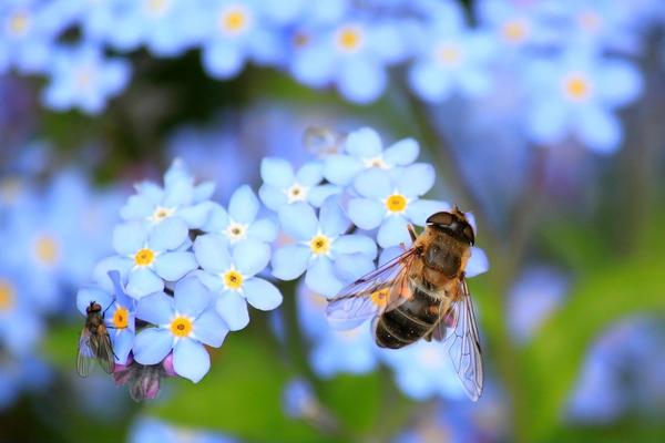 hoverfly on forget me not flower