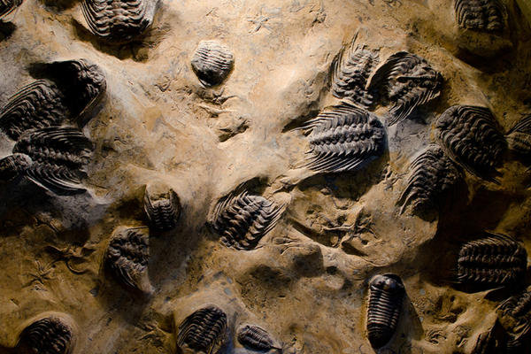 Slab of sandstone with preserved different trilobite specimens