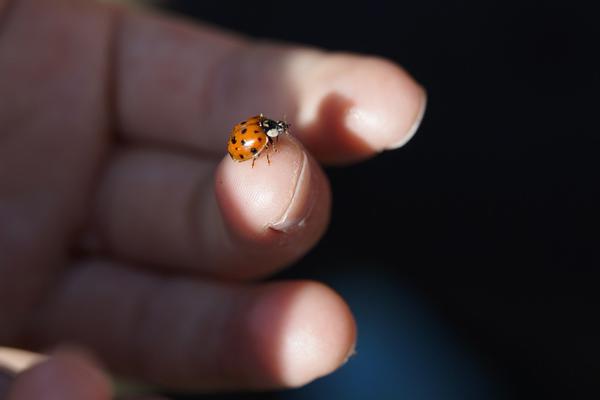 Child holding ladybug on finger