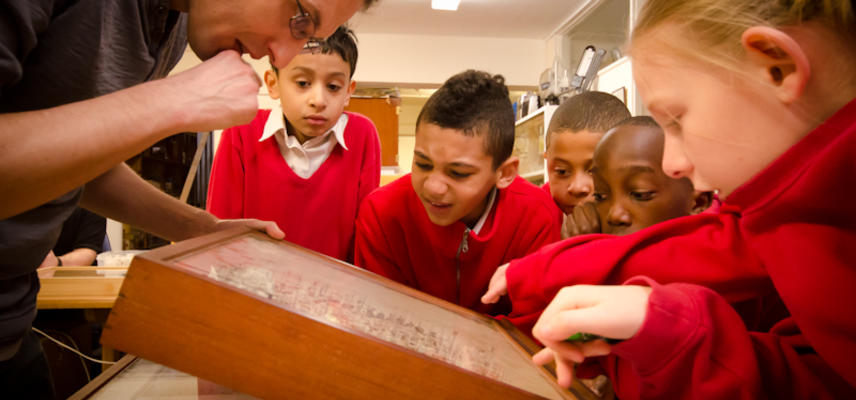 Primary school children looking into insect drawer