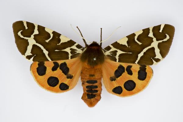 arctia caja dorsal jpg