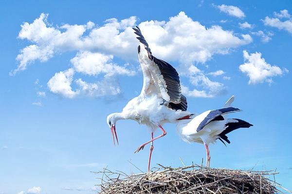Two storks nesting, blue sky background