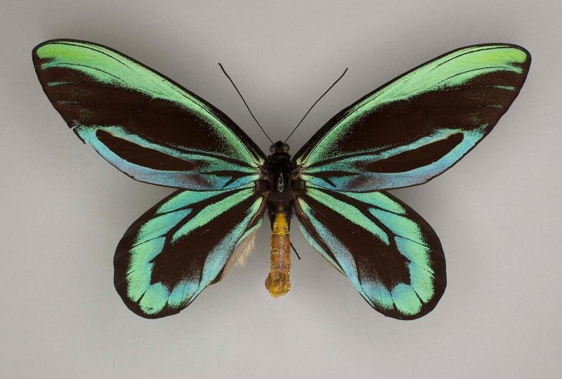 Black and light green butterfly on grey surface