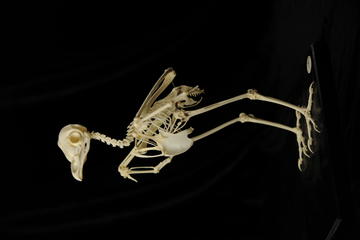 Barn Owl skeleton mounted on stand against black background