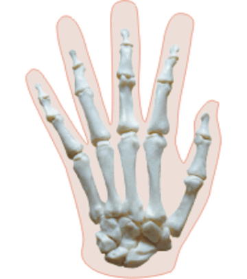 hand bones adult  copy