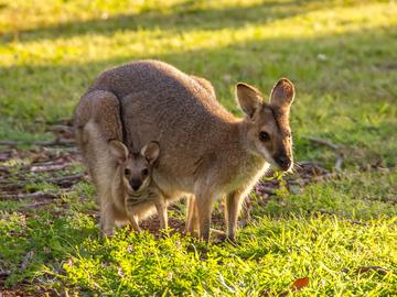 Female wallaby with its offspring