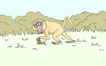 Yellow Baboon cartoon