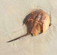 Horseshoe crab walking on sand
