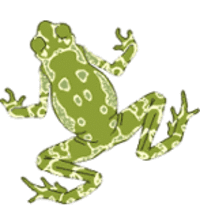 Toad illustration